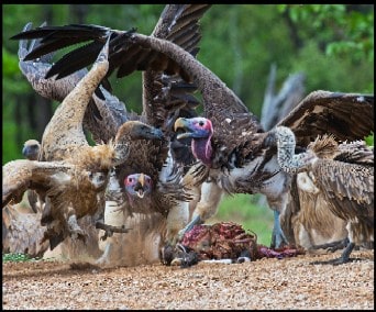 blog.nationalgeographic.org Birds
